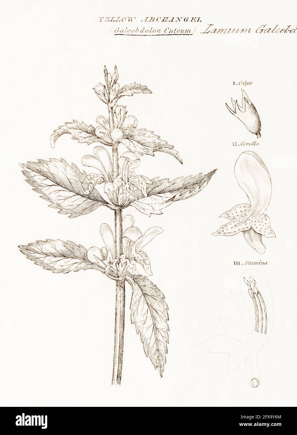 Old botanical illustration engraving of Yellow Dead Nettle, Yellow Archangel / Lamium galeobdolon, Galeobdolon luteum. Medicinal plant. See Notes. Stock Photo