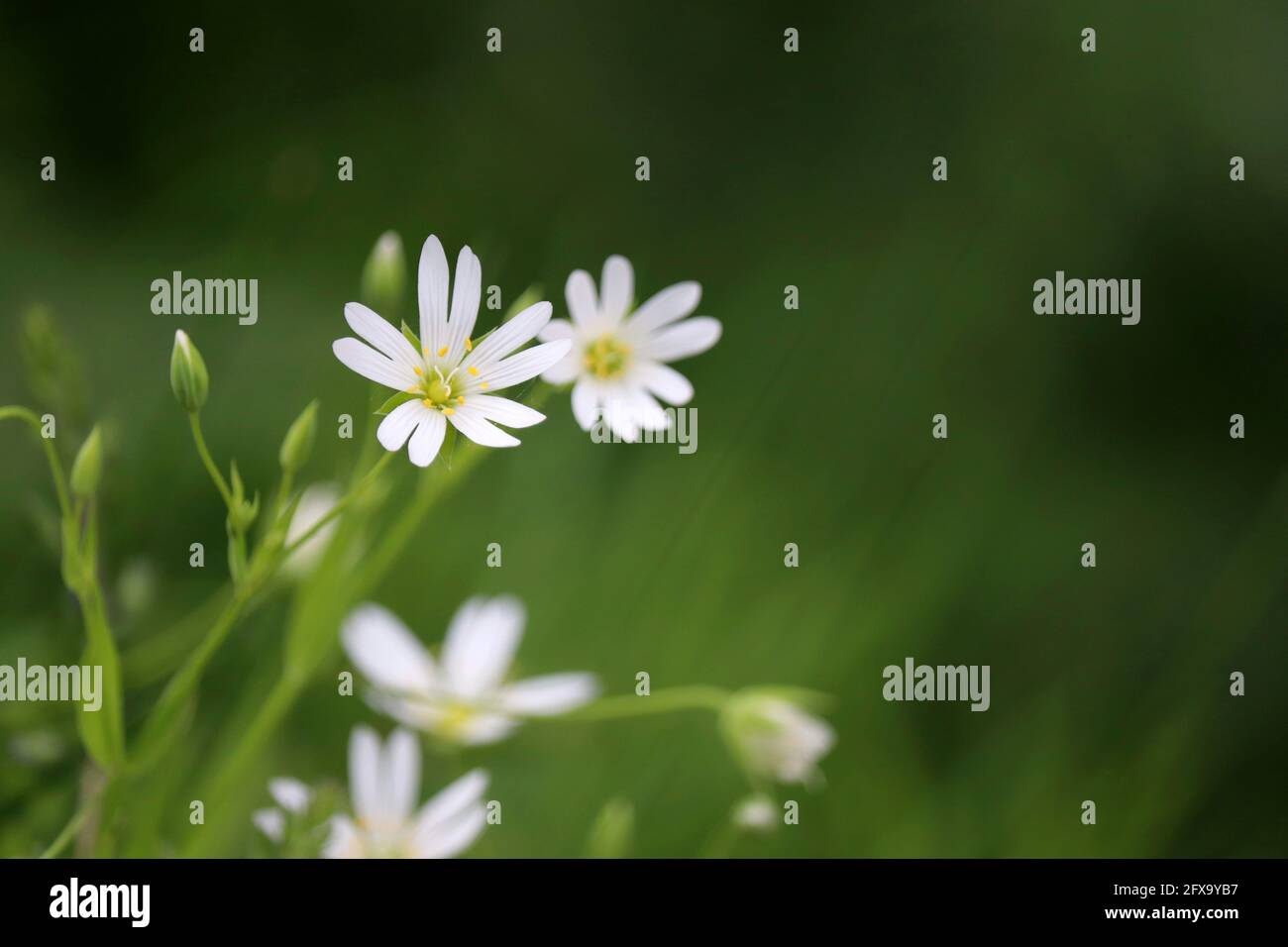 Summer meadow with green grass and white flowers of Greater Stitchwort (Stellaria holostea). Floral background, beauty of nature Stock Photo