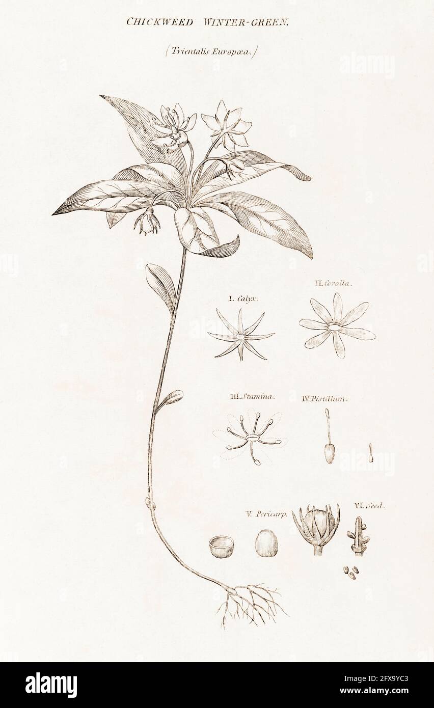 Copperplate botanical illustration of Chickweed Wintergreen / Trientalis europaea from Robert Thornton's British Flora, 1812. Stock Photo