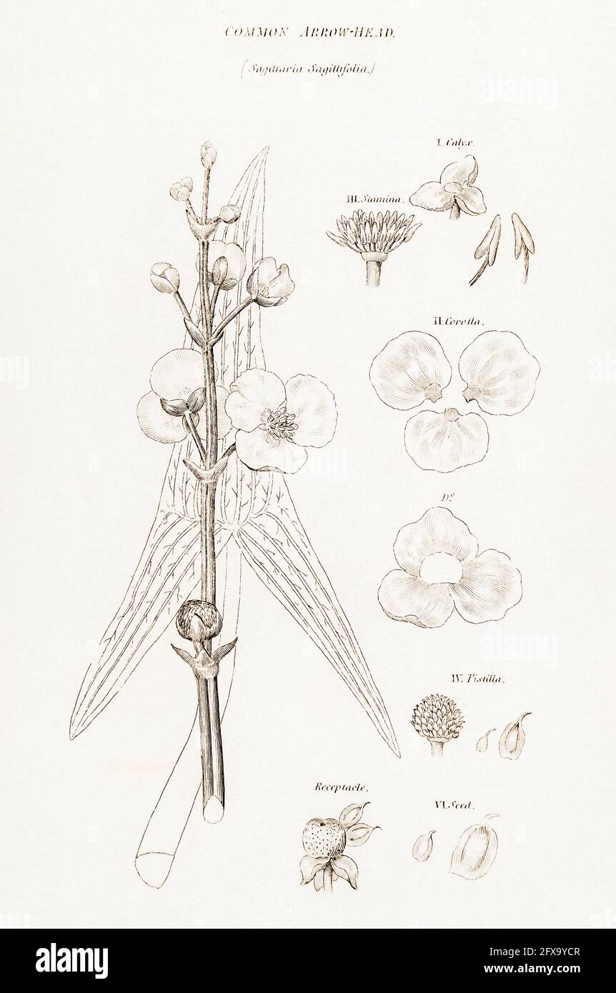 Copperplate botanical illustration of Common Arrowhead / Sagittaria sagittifolia from Robert Thornton's British Flora, 1812. Once used medicinally. Stock Photo