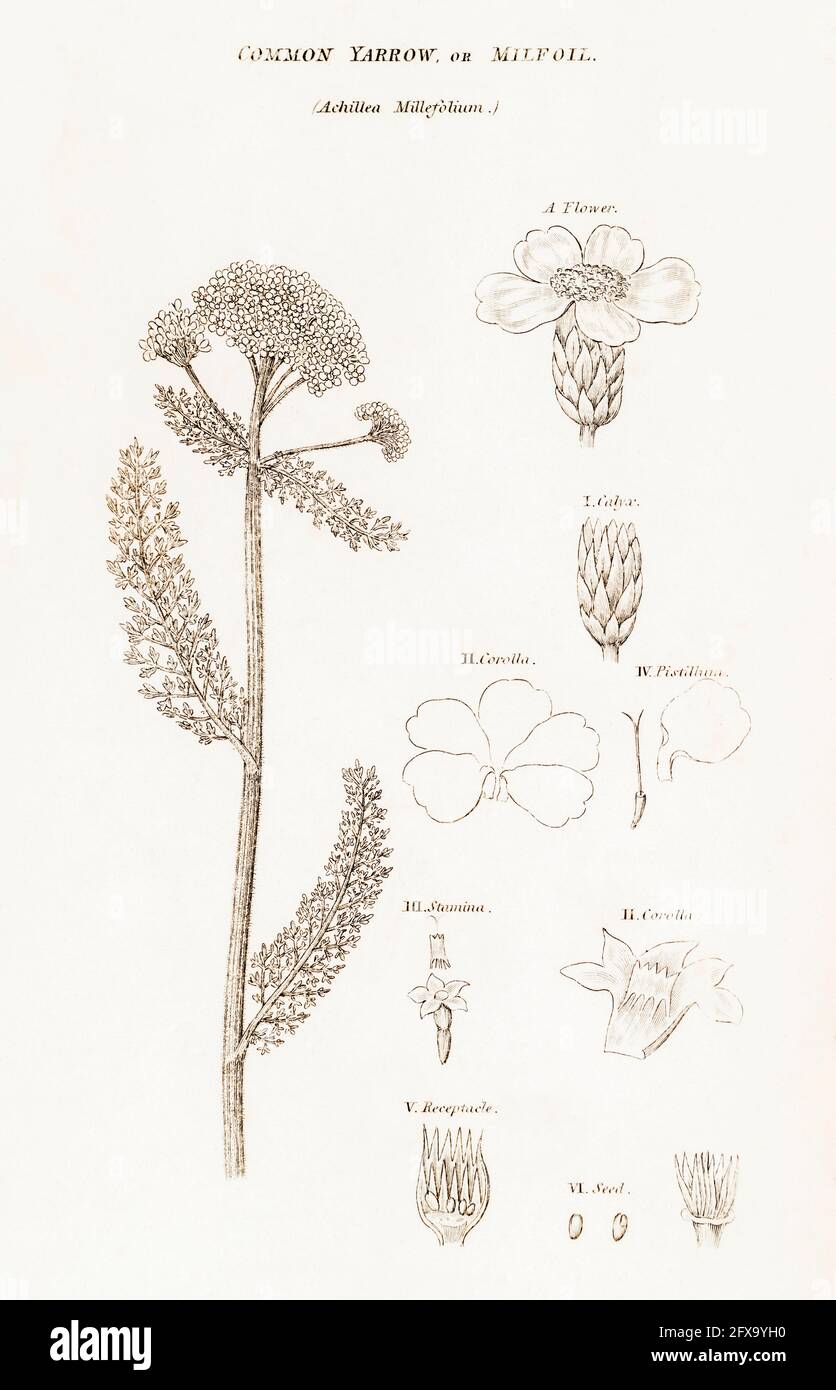 Copperplate botanical illustration of Yarrow / Achillea millefolium from Robert Thornton's British Flora, 1812. Well-known herbal plant of old. Stock Photo