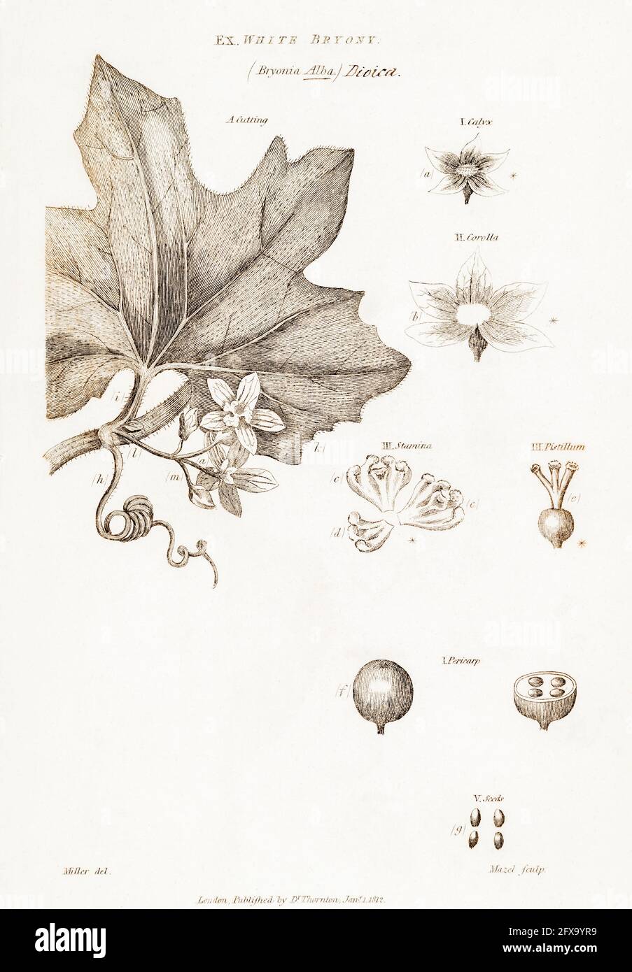 Copperplate botanical illustration of White Bryony / Bryonia alba from Robert Thornton's British Flora, 1812. Poisonous plant once used in medicine. Stock Photo