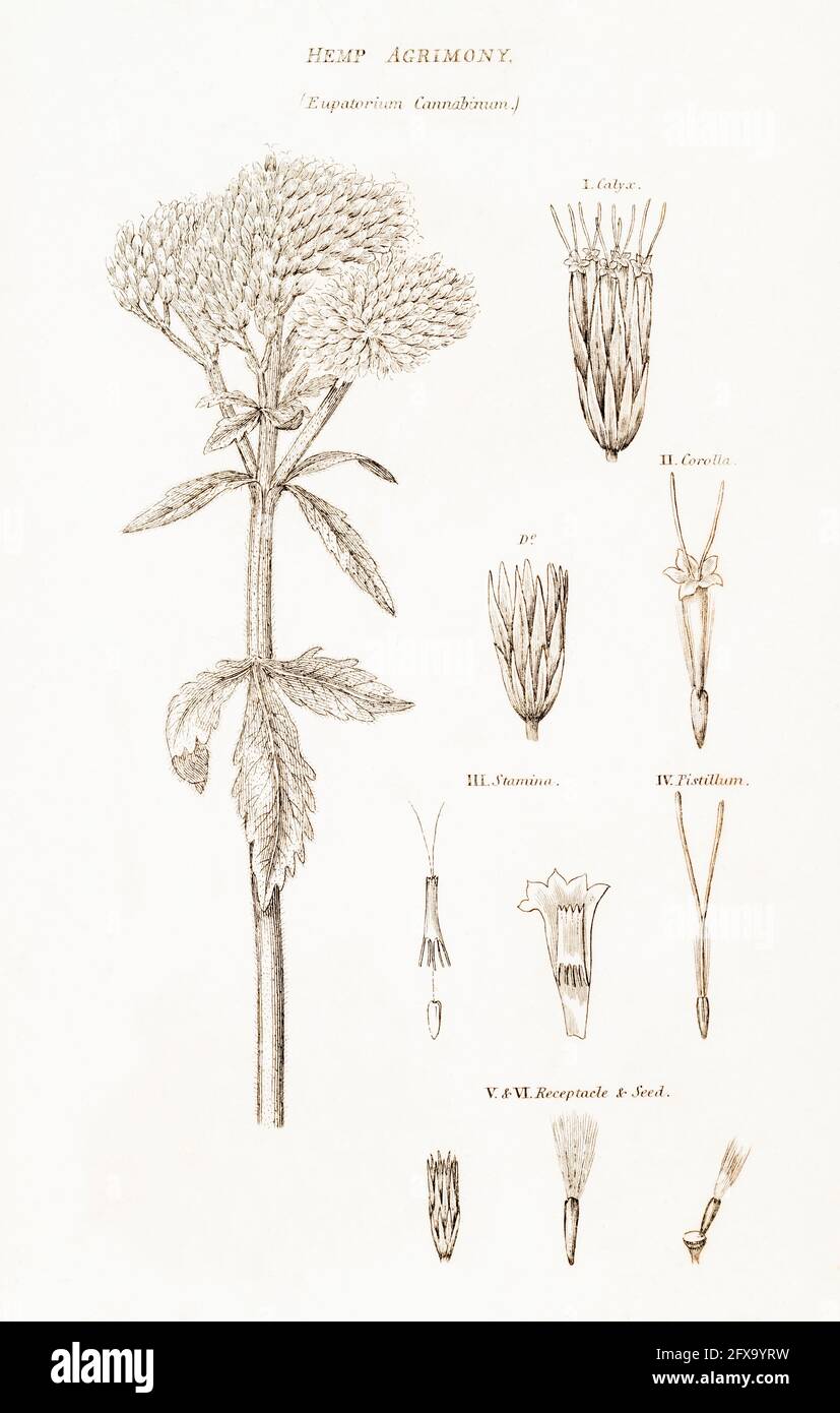Copperplate botanical illustration of Hemp Agrimony / Eupatorium cannabinum from Robert Thornton's British Flora, 1812. Once used a a medicinal plant. Stock Photo