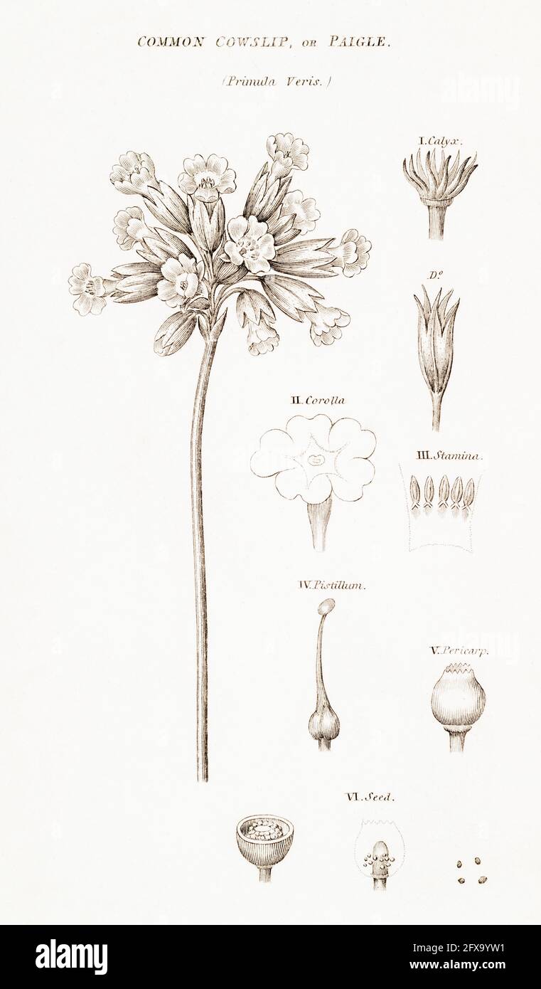 Copperplate botanical illustration of Cowslip / Primula veris from Robert Thornton's British Flora, 1812. Once used as a medicinal plant in remedies. Stock Photo