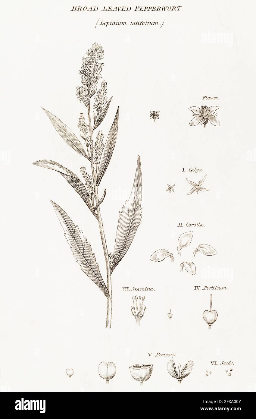 Copperplate botanical illustration of Dittander / Lepidium latifolium from Robert Thornton's British Flora, 1812. Once used as a medicinal plant. Stock Photo