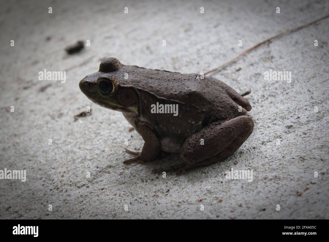a friendly frog is visiting on the dry cement of my covered porch Stock Photo