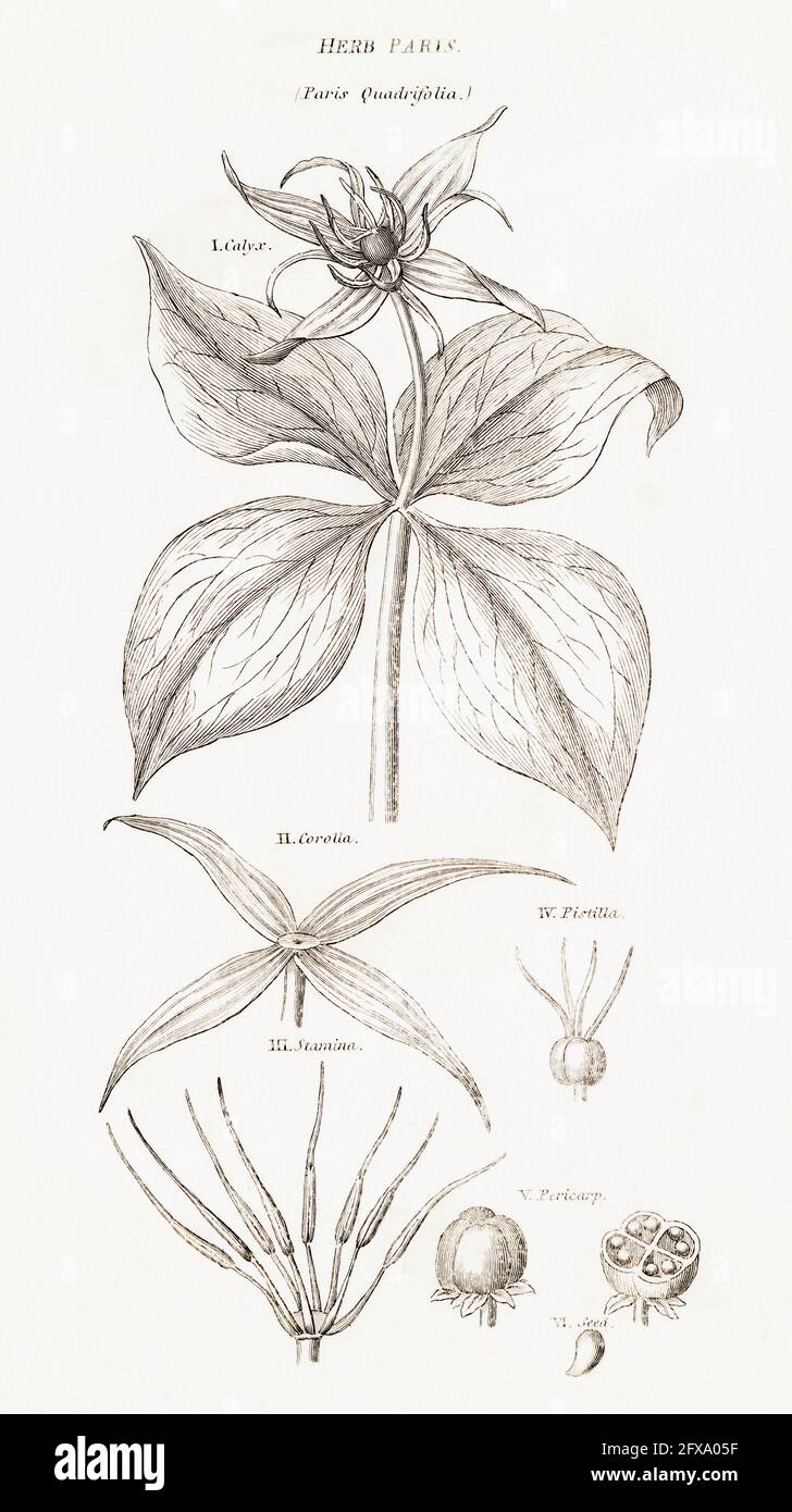 Copperplate botanical illustration of Herb Paris / Paris quadrifolia from Robert Thornton's British Flora, 1812. Poisonous plant used in old remedies. Stock Photo