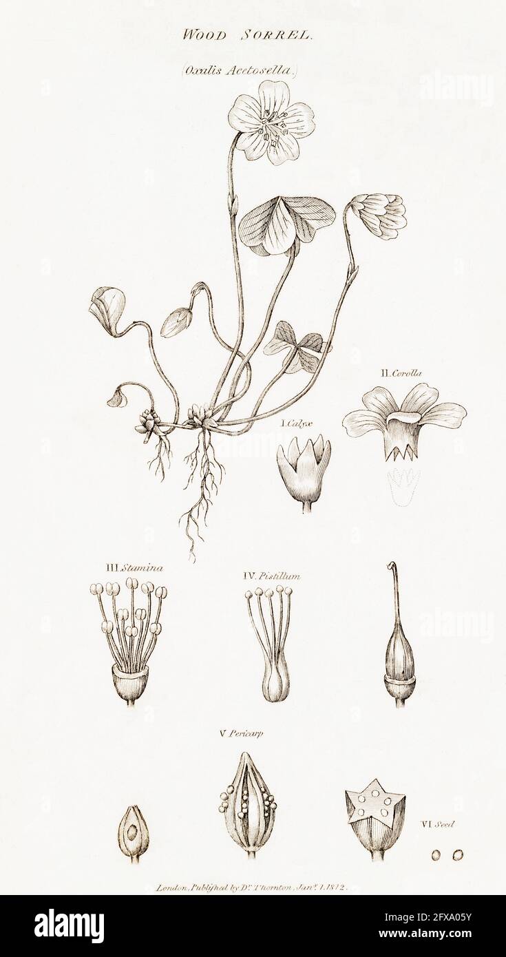 Copperplate botanical illustration of Wood Sorrel / Oxalis acetosella from Robert Thornton's British Flora, 1812. Once used as a medicinal plant. Stock Photo