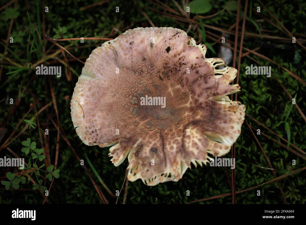 brown top of a pale mushroom in the clover and moss Stock Photo