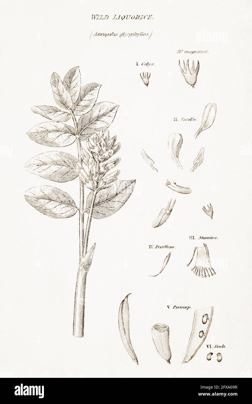 Copperplate botanical illustration of Wild Liquorice / Astragalus glycyphyllos from Robert Thornton's British Flora, 1812. Once used in medicine. Stock Photo