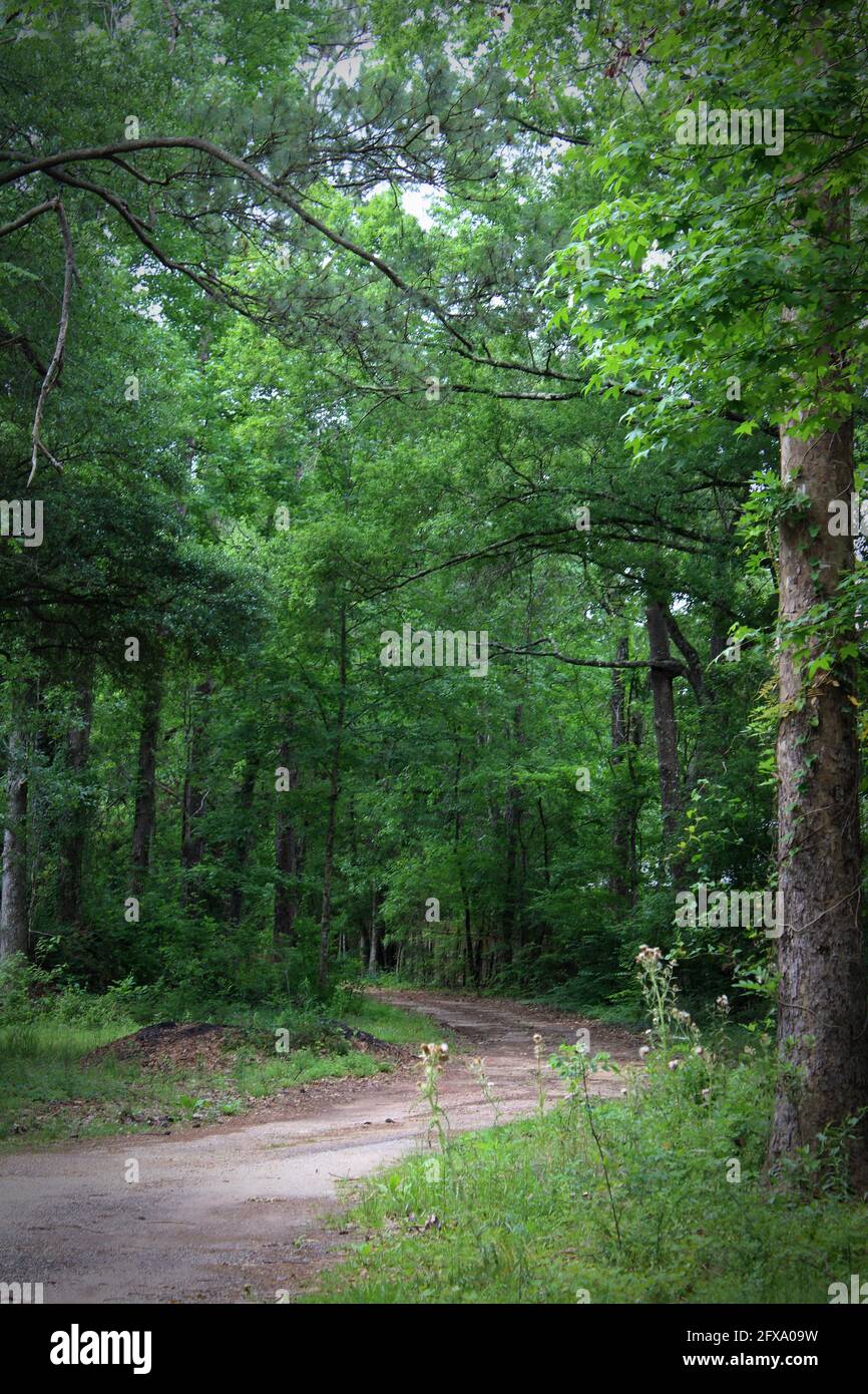 a dirt path winds its way through the woods Stock Photo