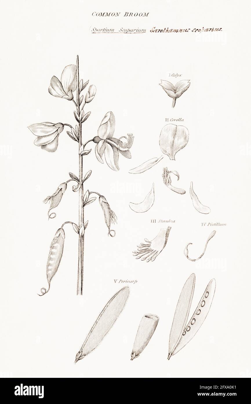 Copperplate botanical illustration of Broom / Cytisus scoparius from Robert Thornton's British Flora, 1812. Once used as a medicinal plant. Stock Photo