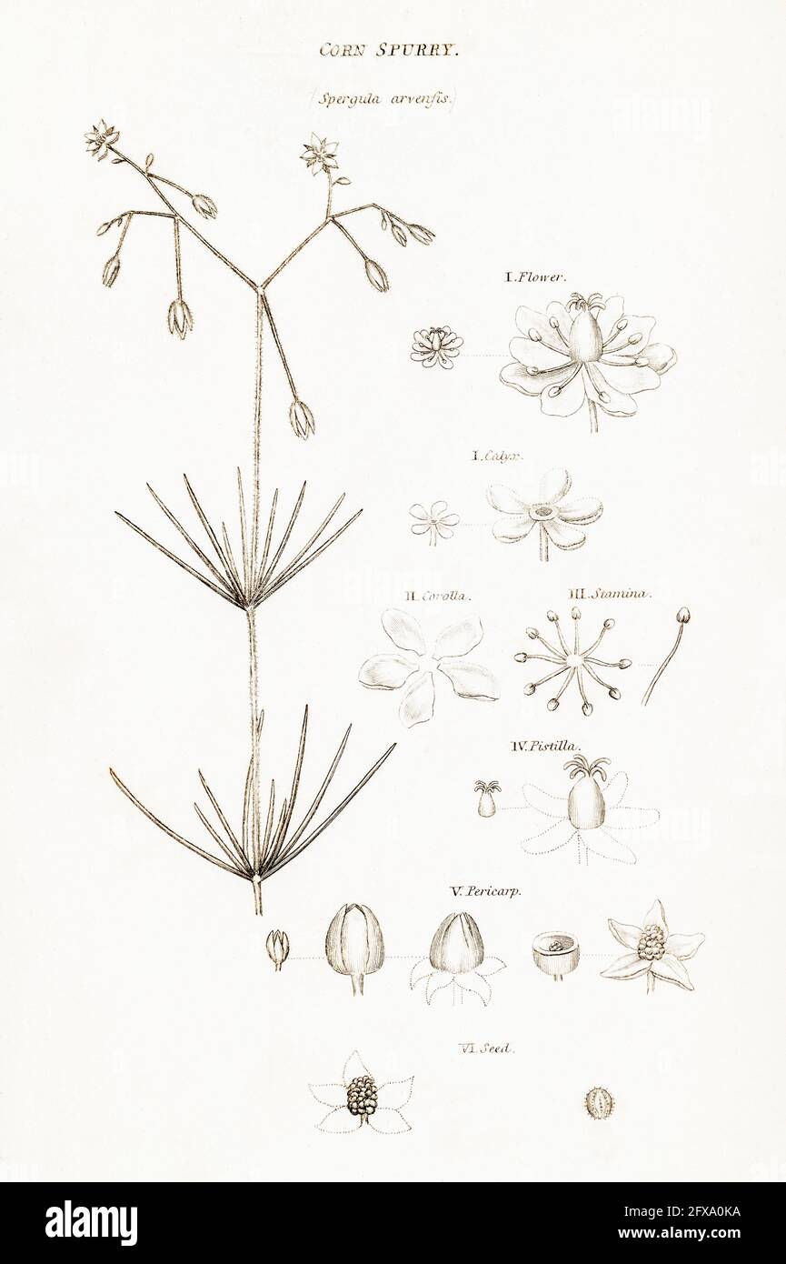 Copperplate botanical illustration of Corn Spurry / Spergula arvensis from Robert Thornton's British Flora, 1812. Old herbal plant & problem weed. Stock Photo
