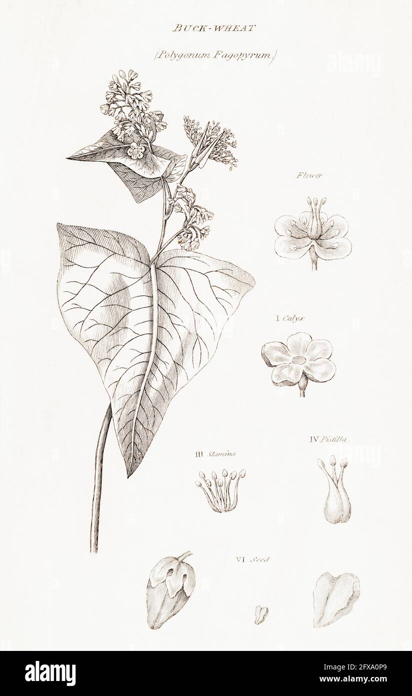 Copperplate botanical illustration of Buckwheat / Fagopyrum esculentum from Robert Thornton's British Flora, 1812. Food and medicine plant. Stock Photo
