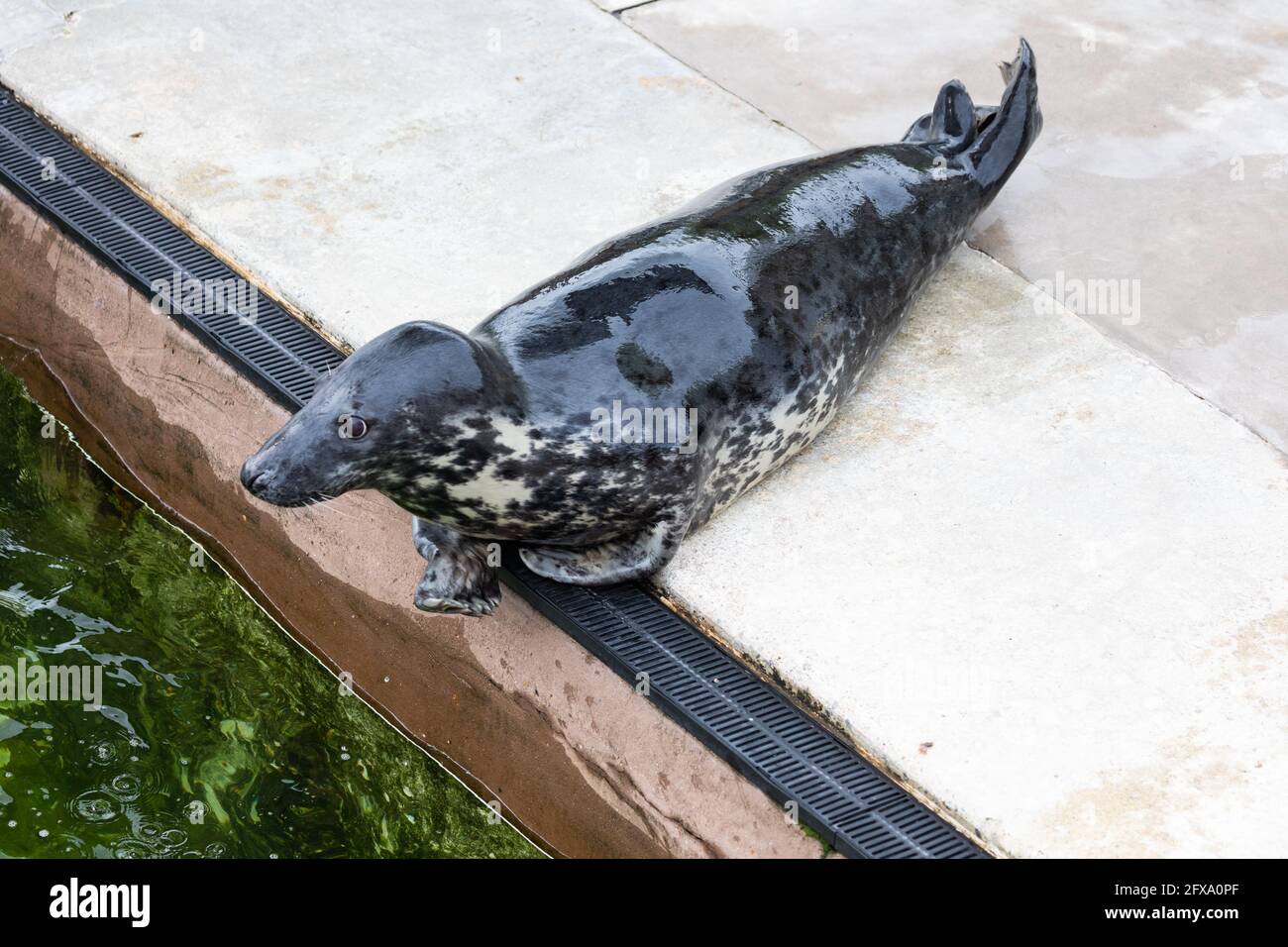 Gweek,Cornwall,26th May 2021,A seal at the Cornish seal Sanctuary which ...