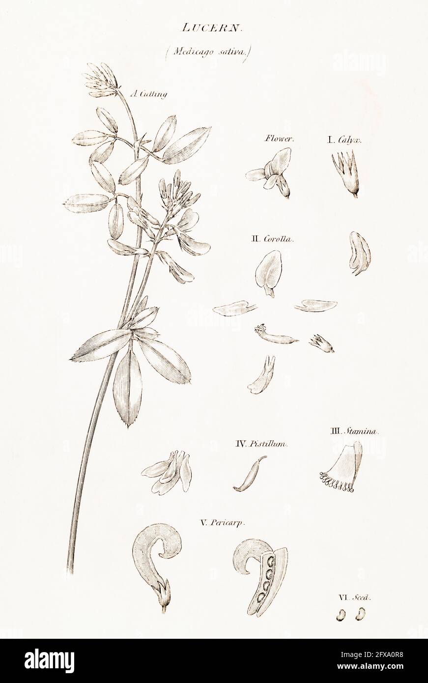 Copperplate botanical illustration of Lucerne, Alfalfa / Medicago sativa from Robert Thornton's British Flora, 1812. Once used as medicinal plant. Stock Photo
