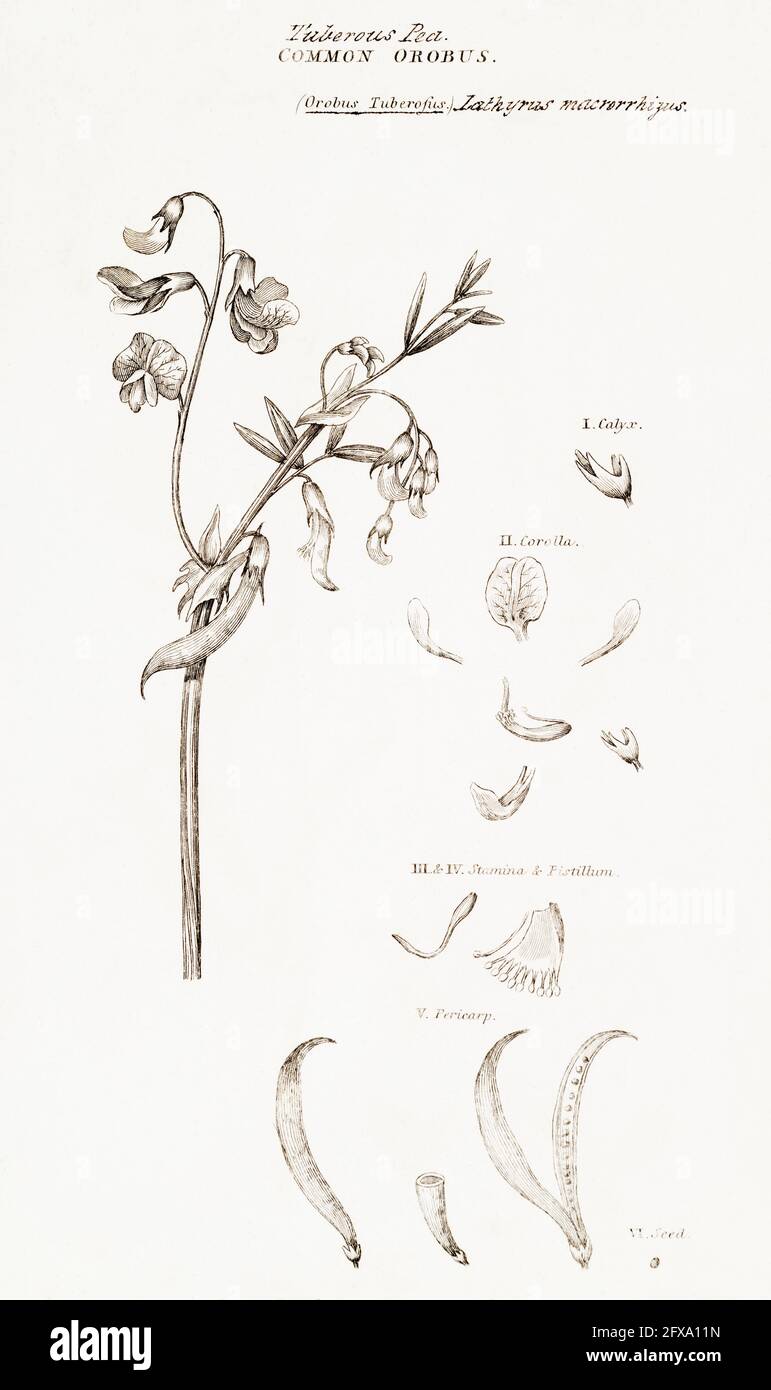 Copperplate botanical illustration of Tuberous Pea / Lathyrus linifolius from Robert Thornton's British Flora, 1812. Occasional medicine uses oldtimes Stock Photo