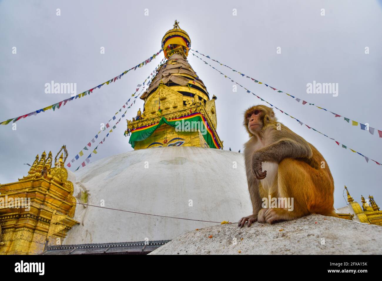 A monkey at Swayambhu, the Monkey Temple, in Kathmandu, Nepal Stock