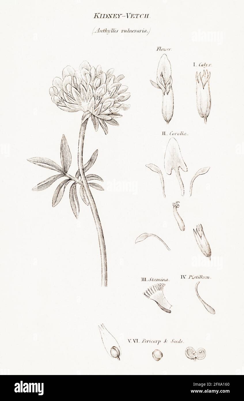 Copperplate botanical illustration of Kidney-Vetch / Anthyllus vulneraria from Robert Thornton's British Flora, 1812. Once used as a medicinal plant. Stock Photo