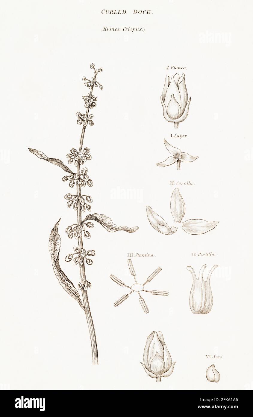 Copperplate botanical illustration of Curled Dock / Rumex crispus from Robert Thornton's British Flora, 1812. Once used as a medicinal plant. Stock Photo