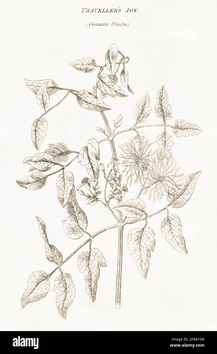 Copperplate botanical illustration of Traveller's Joy / Clematis vitalba from Robert Thornton's British Flora, 1812. Once used as a medicinal plant. Stock Photo