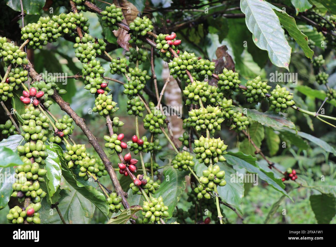 bibliotekar terrasse sammensmeltning Robusta coffee plant with branch full of green coffee on nature background  Stock Photo - Alamy