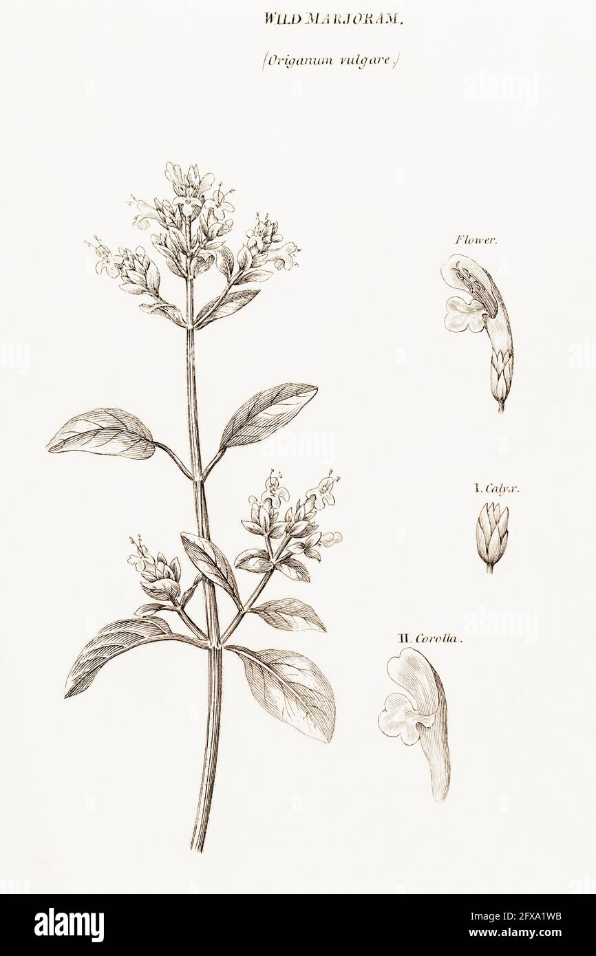 Copperplate botanical illustration of Wild Marjoram / Origanum vulgare from Robert Thornton's British Flora, 1812. Once used as a medicinal plant. Stock Photo