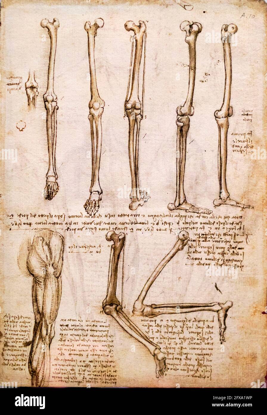 Leonardo da vinci anatomy hi-res stock photography and images - Alamy