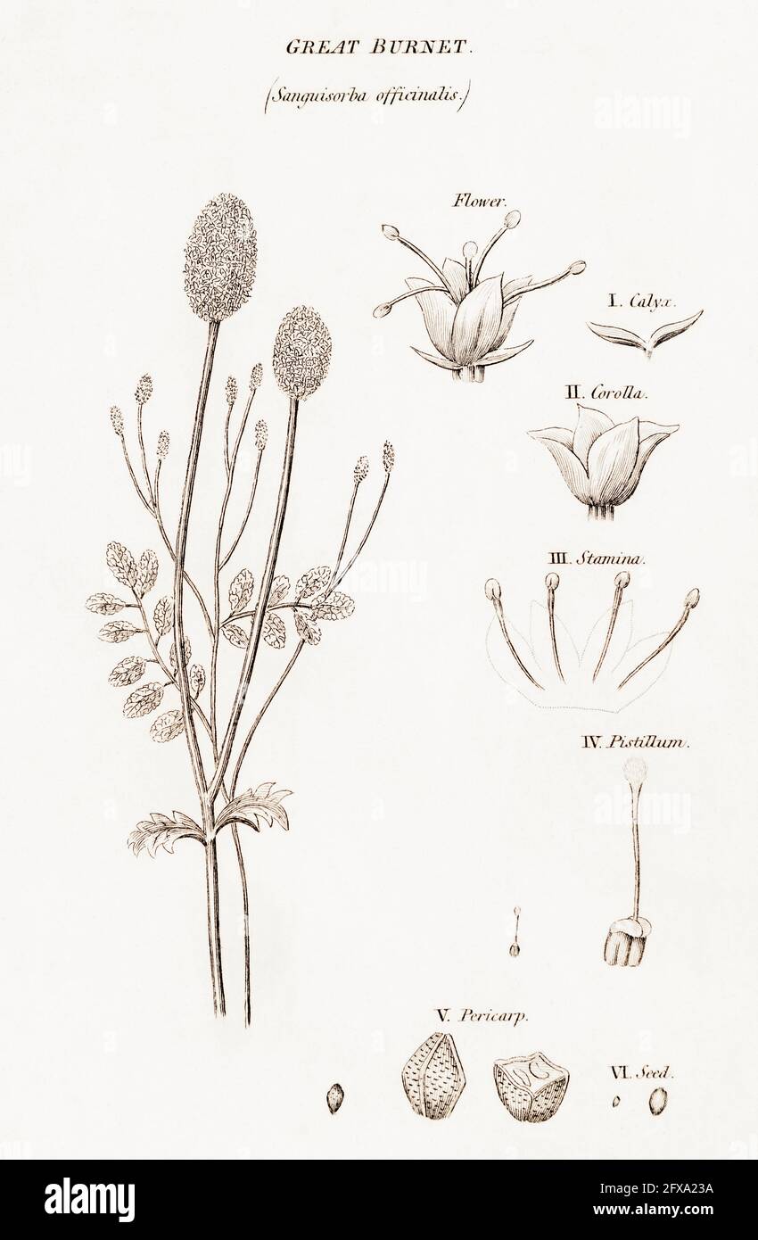 Copperplate botanical illustration of Great Burnet / Sanguisorba officinalis from Robert Thornton's British Flora, 1812. Once used as medicinal plant. Stock Photo