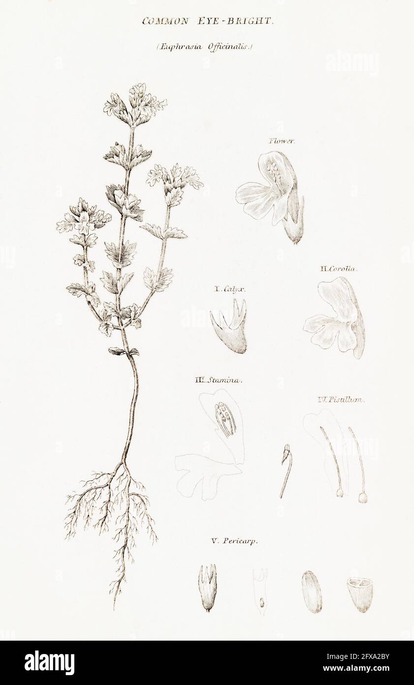 Copperplate botanical illustration of Eye-Bright / Euphrasis officinalis from Robert Thornton's British Flora, 1812. Once used as a medicinal plant. Stock Photo