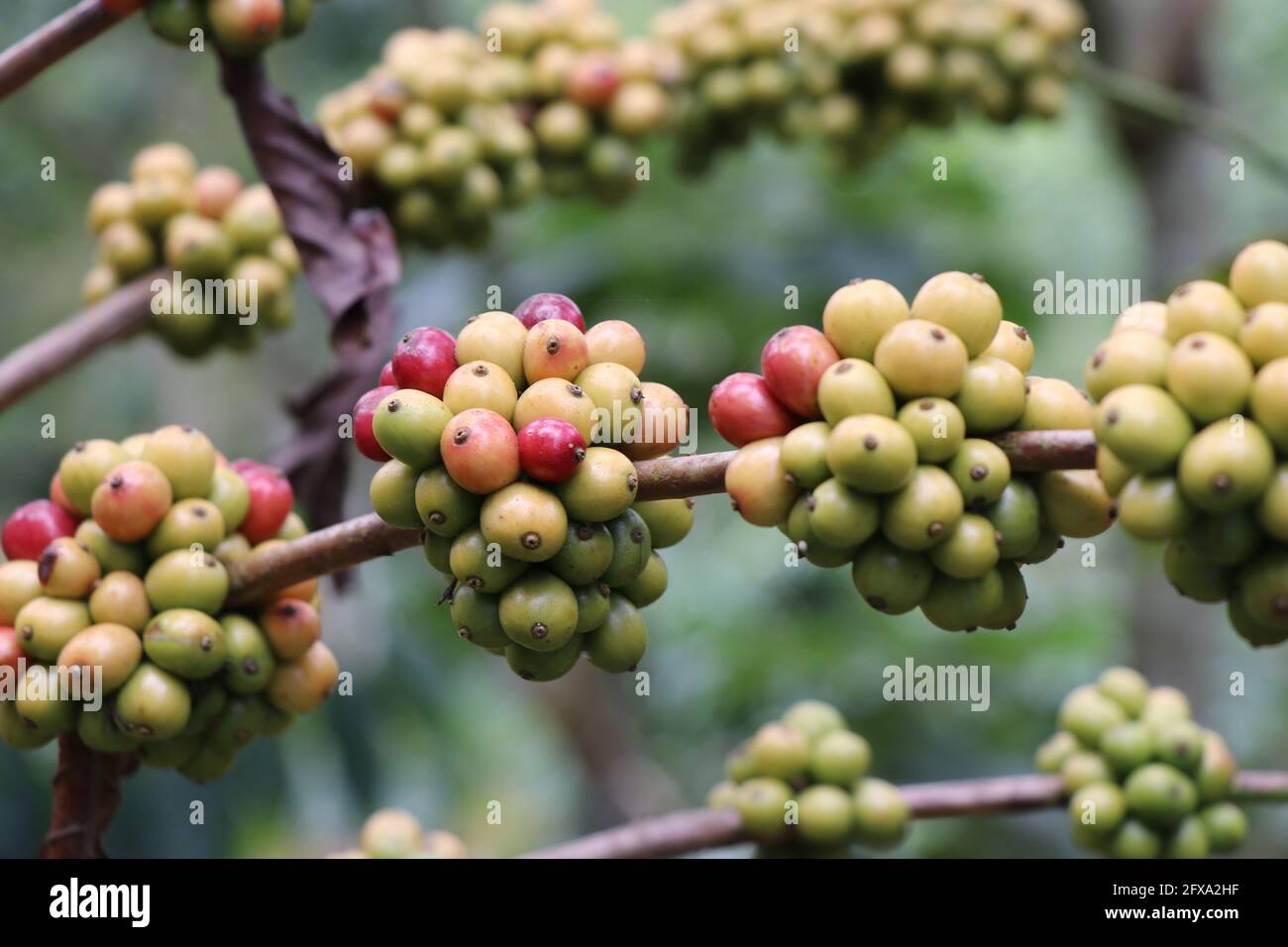 Close-up of Coffee berry on Robusta plant branches Stock Photo