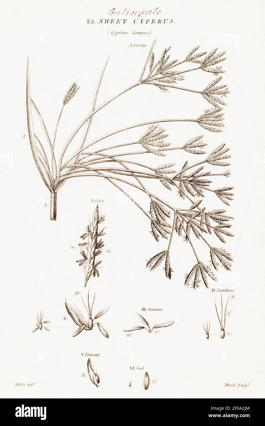 Copperplate botanical illustration of Sweet Galingale / Cyperus longus from Robert Thornton's British Flora, 1812. Once used as a medicinal plant. Stock Photo