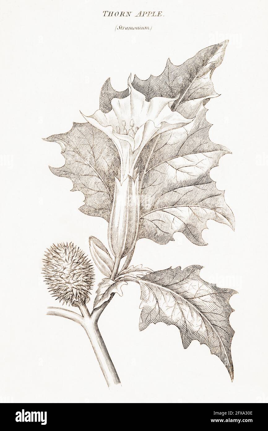 Copperplate botanical illustration of Thorn-apple, Jimsonweed / Datura stramonium from Robert Thornton's British Flora, 1812. Deadly poisonous plant. Stock Photo