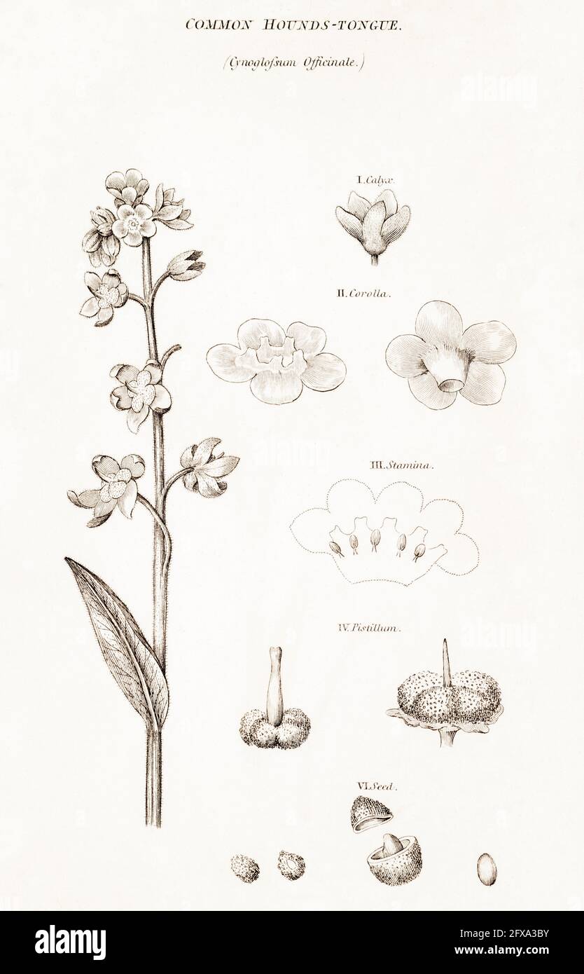 Copperplate botanical illustration of Houndstongue / Cynoglossum officinale from Robert Thornton's British Flora, 1812. Once used as a medicinal plant Stock Photo