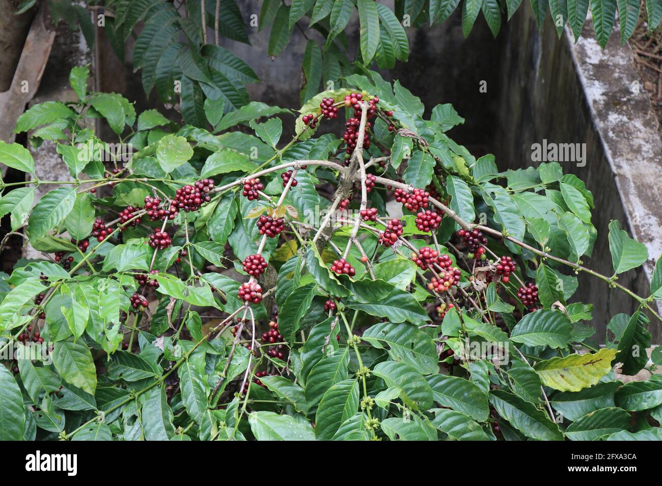 Young Coffee Trees Conilon Robusta Coffea Stock Photo 2348722393