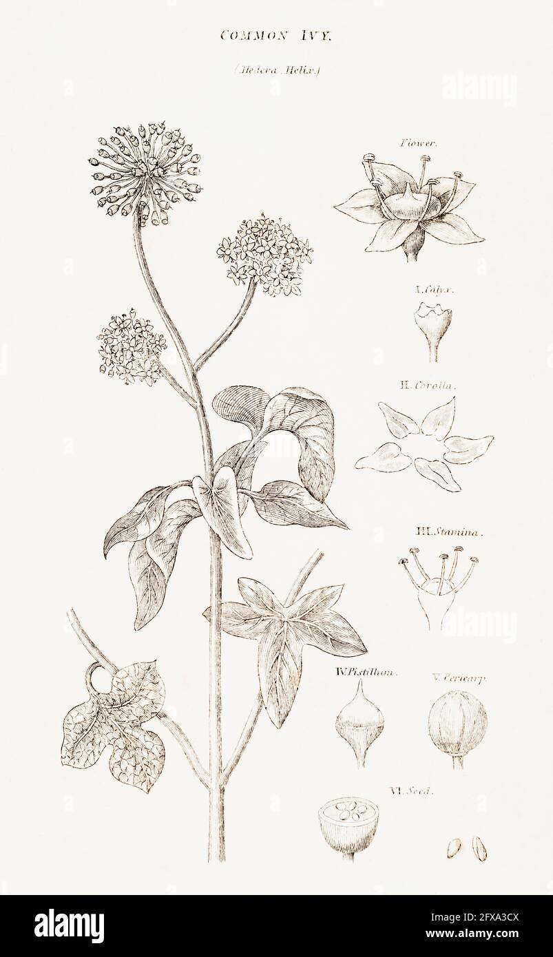 Copperplate botanical illustration of Ivy / Hedera helix from Robert Thornton's British Flora, 1812. Once used as a medicinal plant in herbal cures. Stock Photo