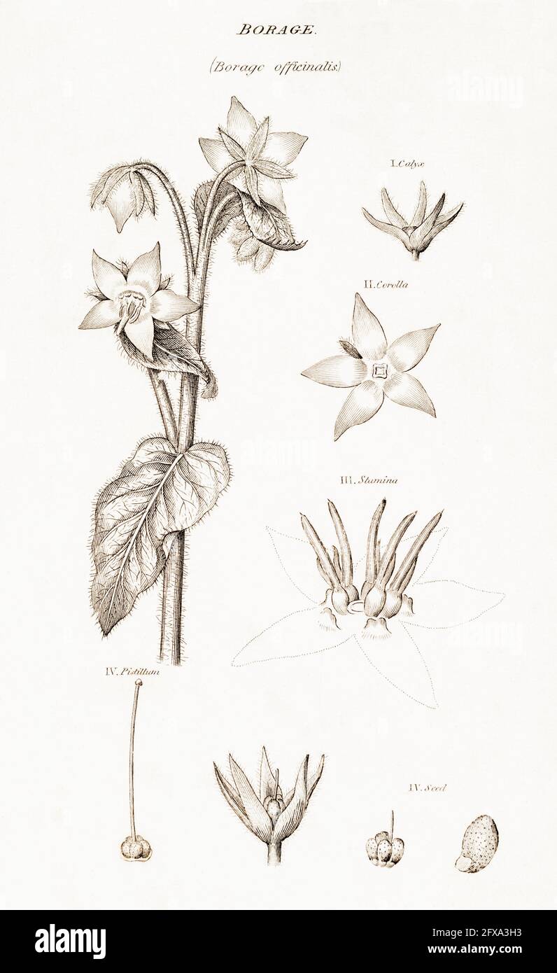 Copperplate botanical illustration of Borage / Borago officinalis from Robert Thornton's British Flora, 1812. Well-known herbal medicinal plant. Stock Photo