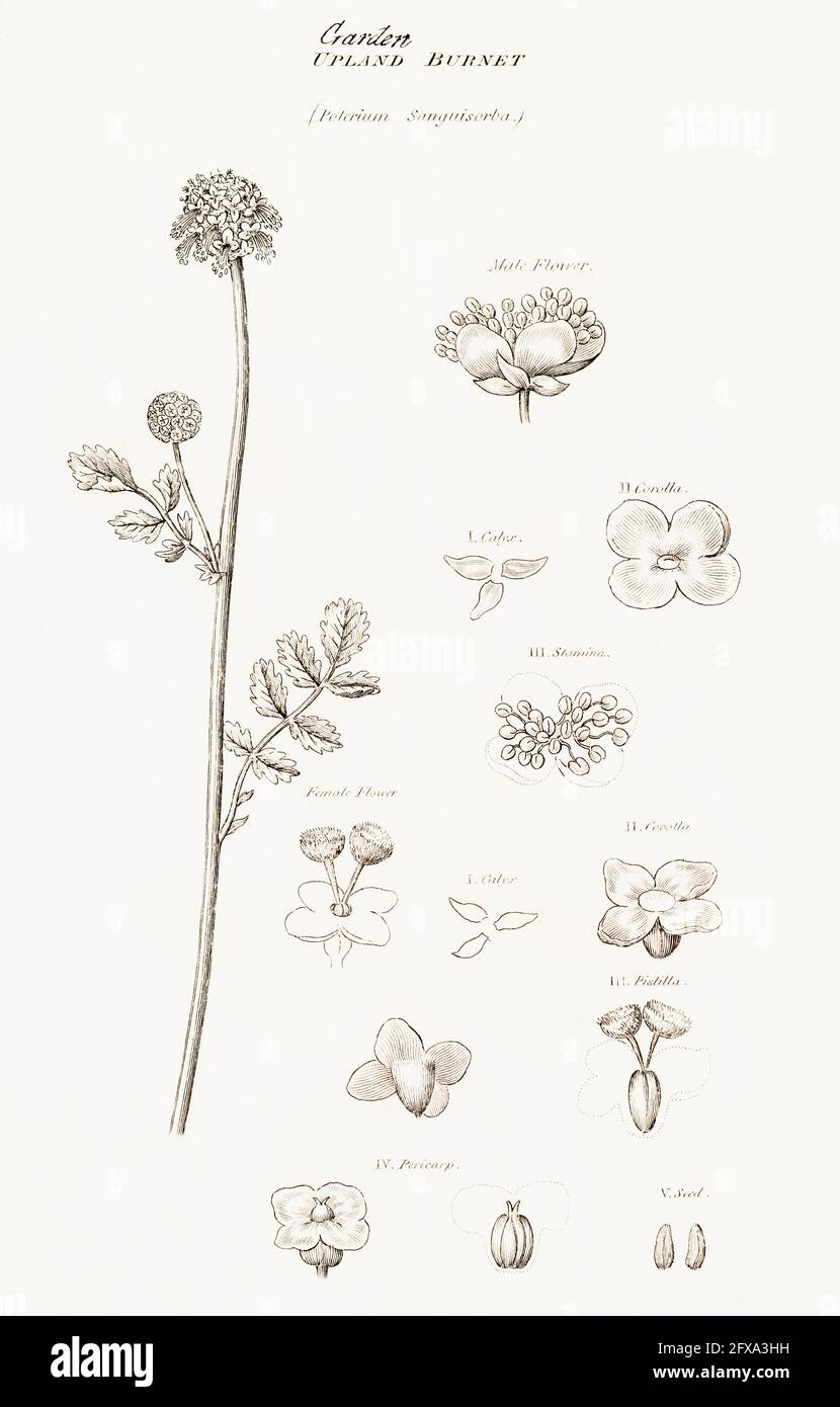 Copperplate botanical illustration of Salad Burnet / Sanguisorba minor from Robert Thornton's British Flora, 1812. Once used for food and as medicine. Stock Photo