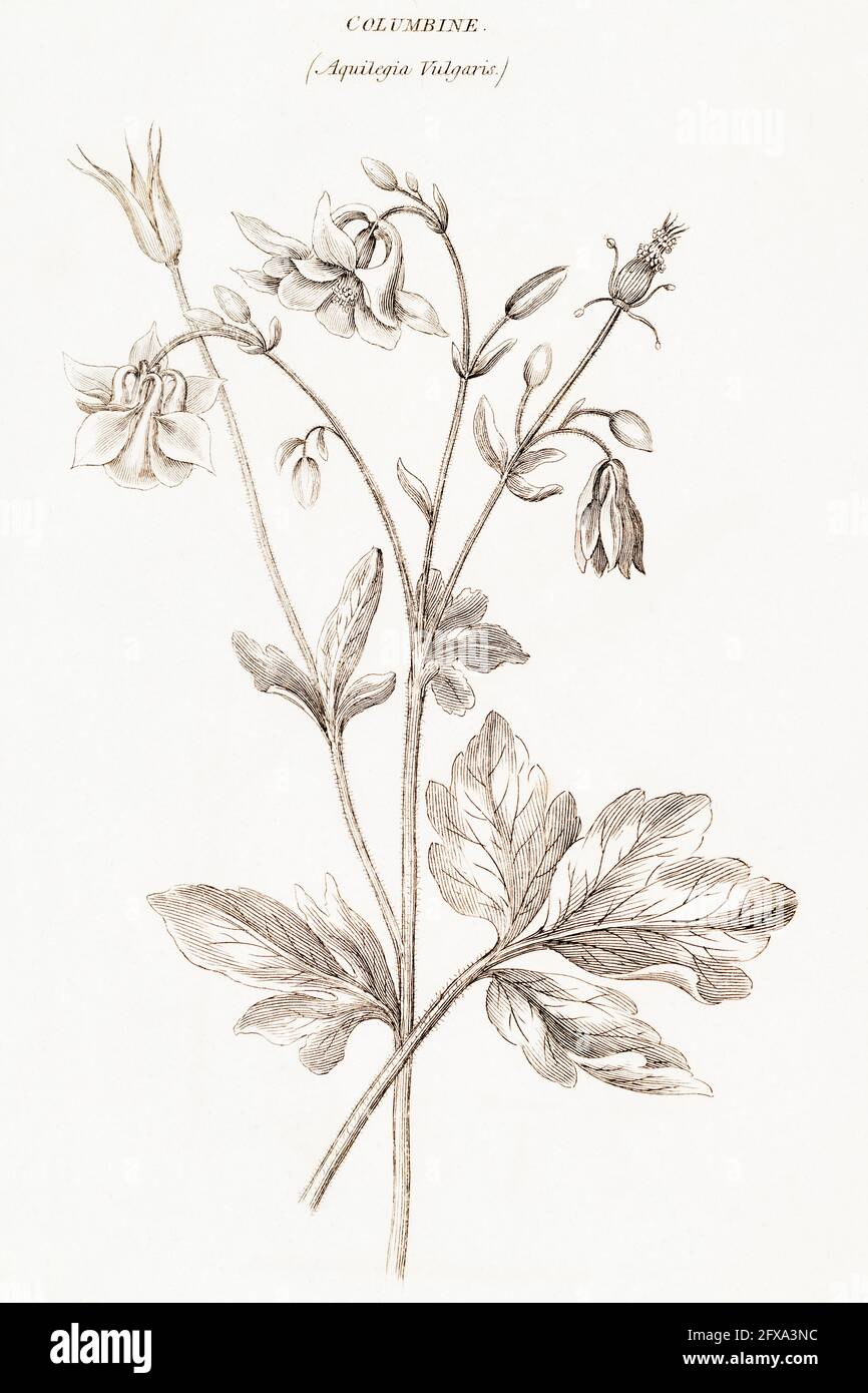 Copperplate botanical illustration of Columbine / Aquilegia vulgaris from Robert Thornton's British Flora, 1812. Once used as a medicinal plant. Stock Photo