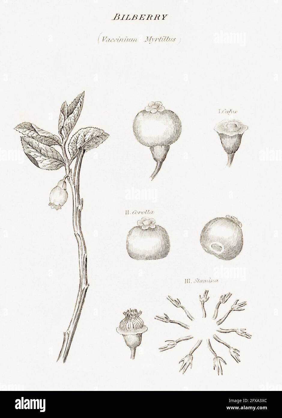 Copperplate botanical illustration of Bilberry / Vaccinium myrtillus from Robert Thornton's British Flora, 1812. Used as food & once for medicine cure Stock Photo