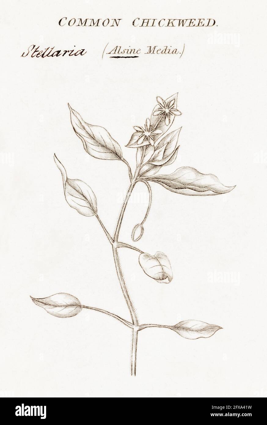 Copperplate botanical illustration of Chickweed / Stellaria media from Robert Thornton's British Flora, 1812. Once used for medicine and also eaten. Stock Photo