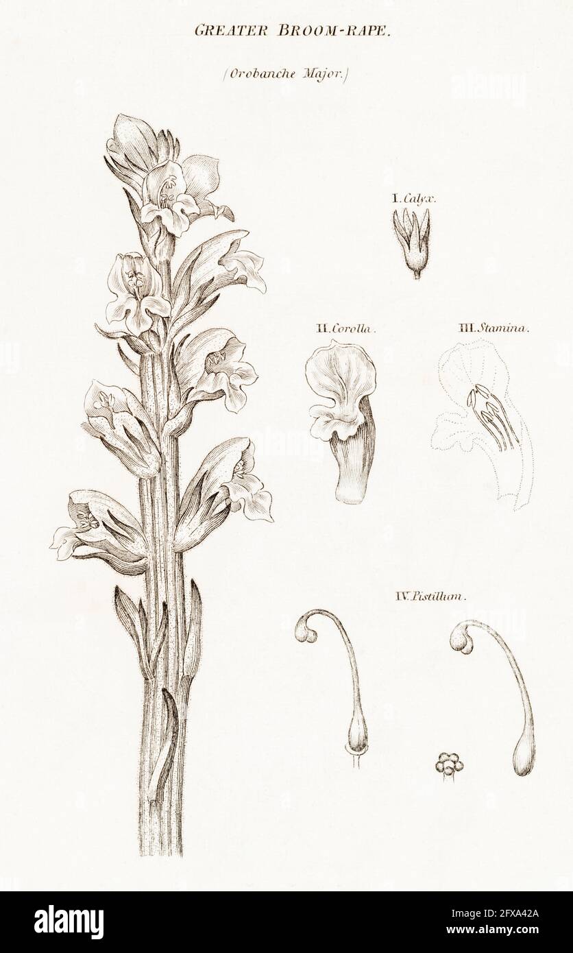 Copperplate botanical illustration of Greater Broomrape / Orobanche major from Robert Thornton's British Flora, 1812. Once used as a medicinal plant. Stock Photo