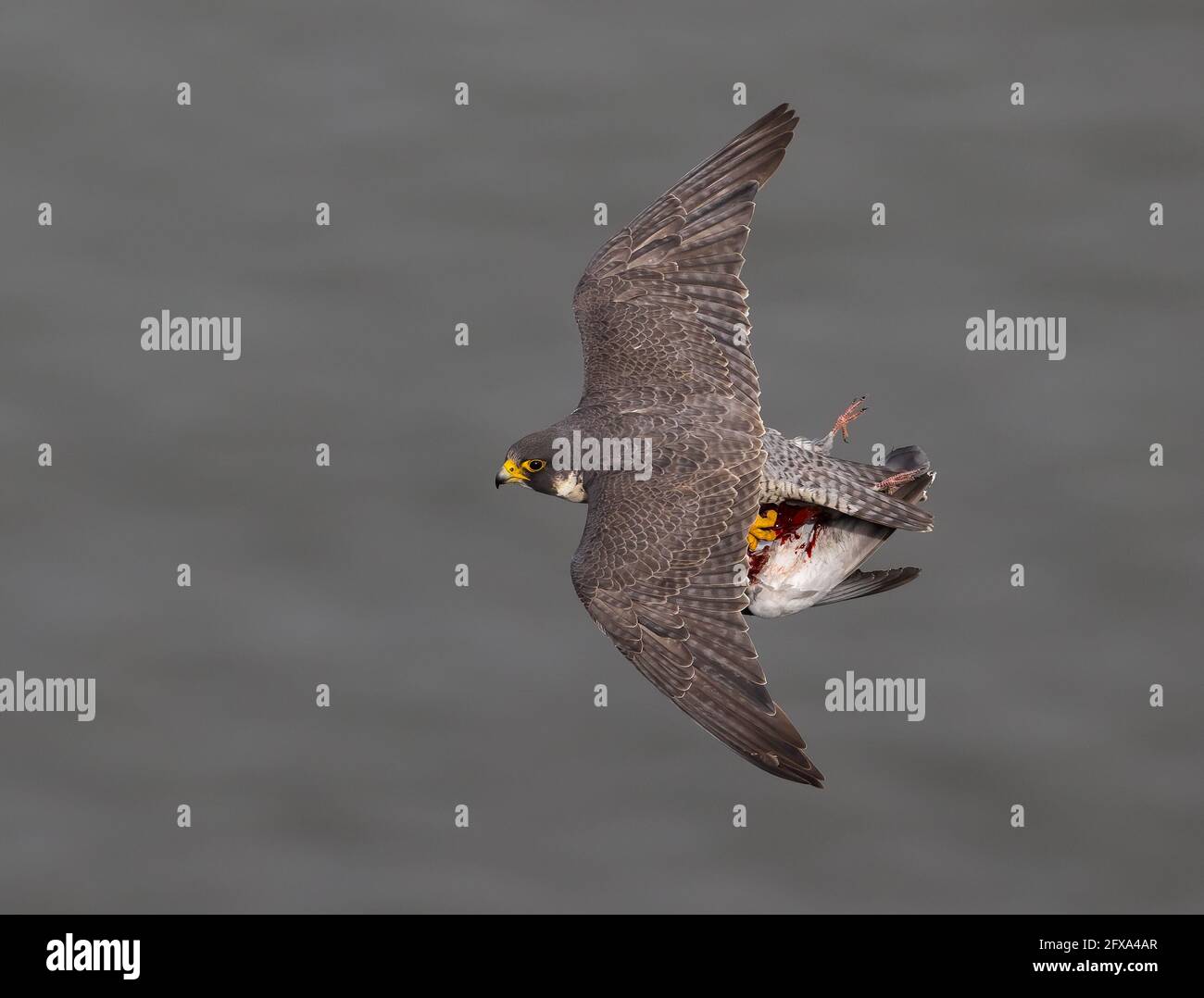 The mother falcon flies with its catch. USA: THESE TWO falcons were captured in a tug of war over a half-pound pigeon five-hundred-feet above the Huds Stock Photo