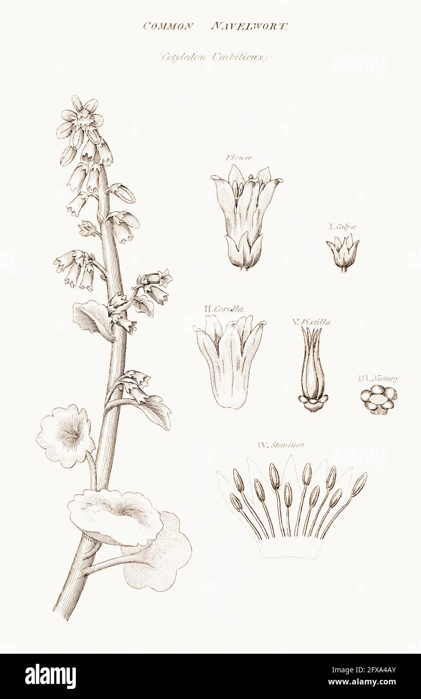 Copperplate botanical illustration of Navelwort / Umbilicus rupestris from Robert Thornton's British Flora, 1812. Once used as a medicinal plant. Stock Photo