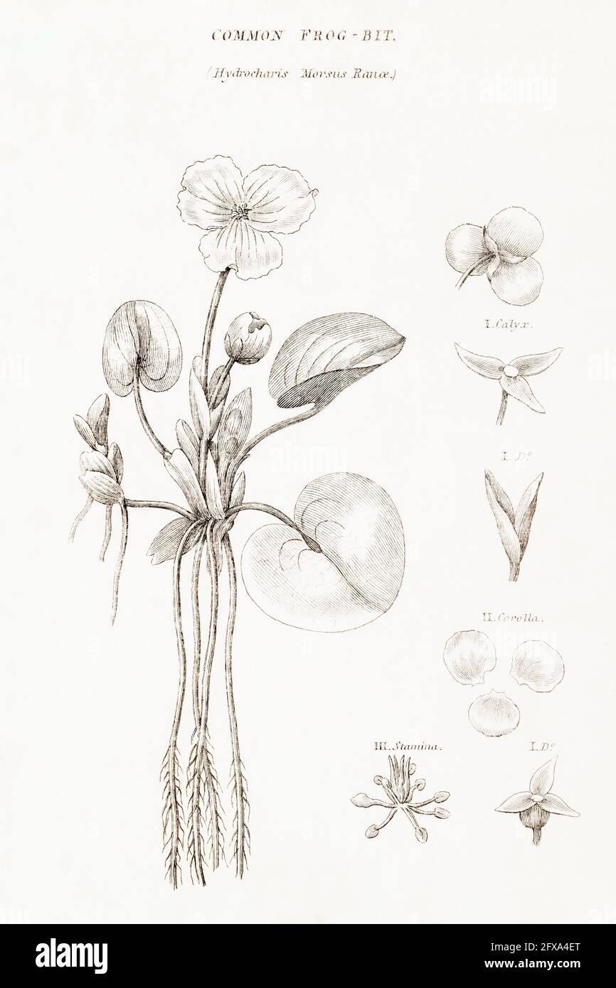 Copperplate botanical illustration of Frog-Bit / Hydrocharis morsus-ranae from Robert Thornton's British Flora, 1812. Stock Photo