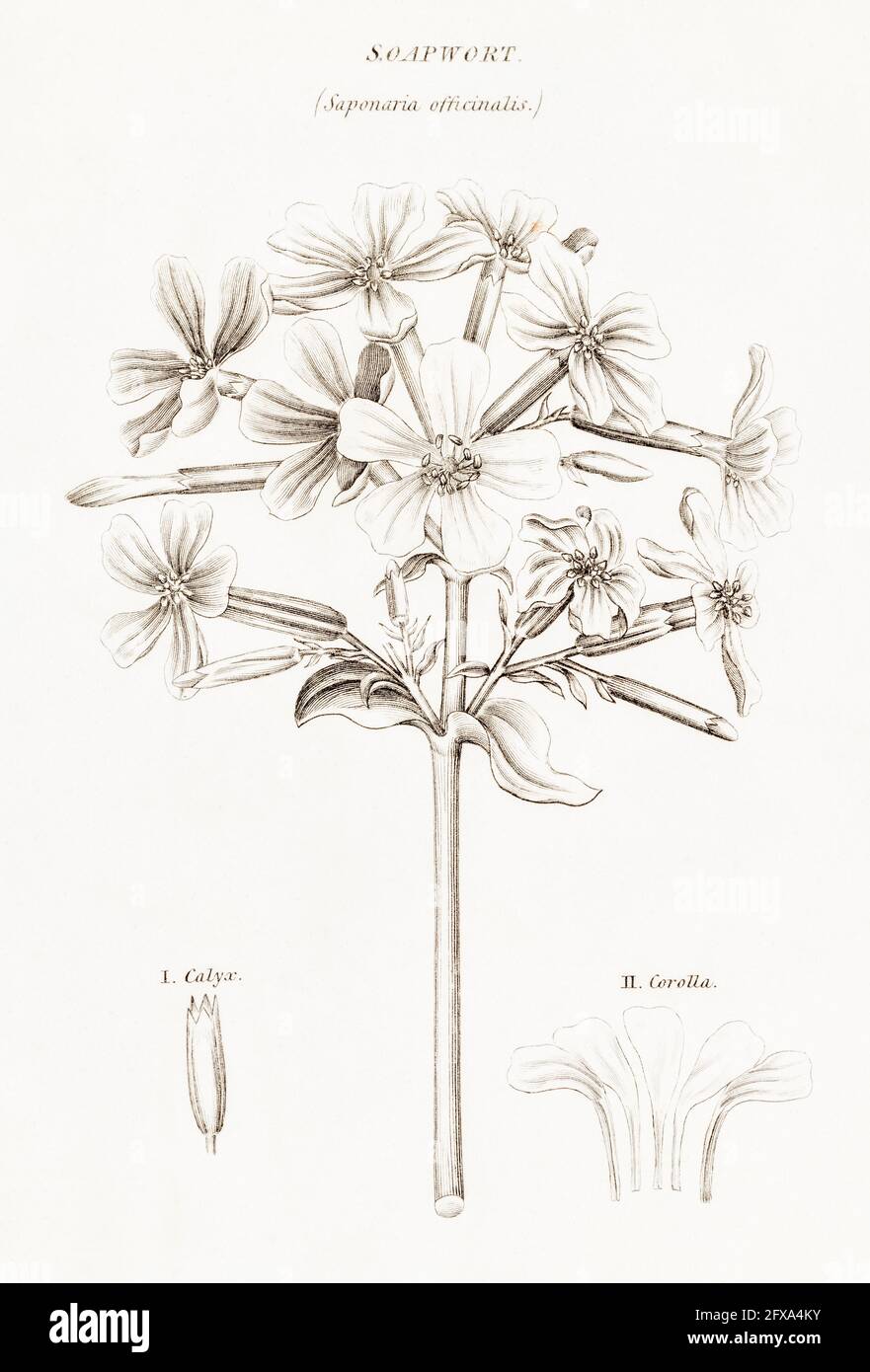 Copperplate botanical illustration of Soapwort / Saponaria officinalis from Robert Thornton's British Flora, 1812. Used for soap and medicine. Stock Photo