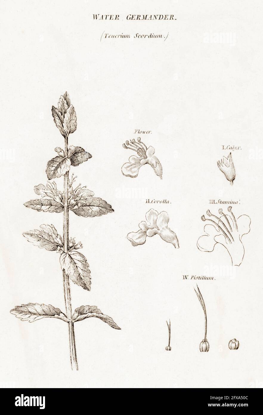 Copperplate botanical illustration of Water Germander / Teucrium scordium from Robert Thornton's British Flora, 1812. Once used as a medicinal plant. Stock Photo