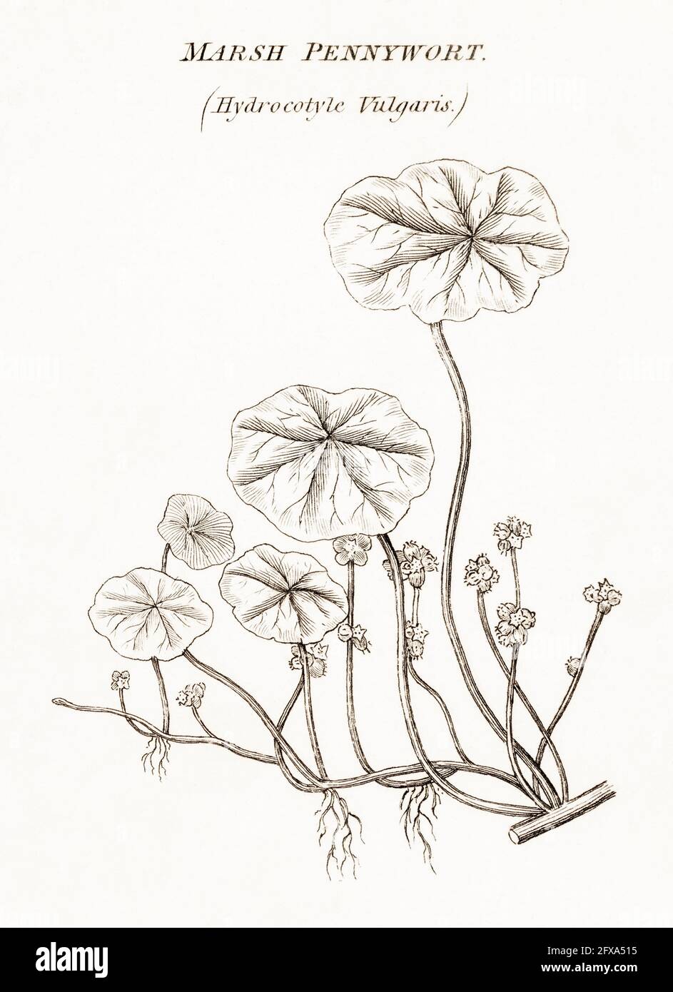 Copperplate botanical illustration of Marsh Pennywort / Hydrocotyle vulgaris from Robert Thornton's British Flora, 1812. Once used as medicinal plant. Stock Photo