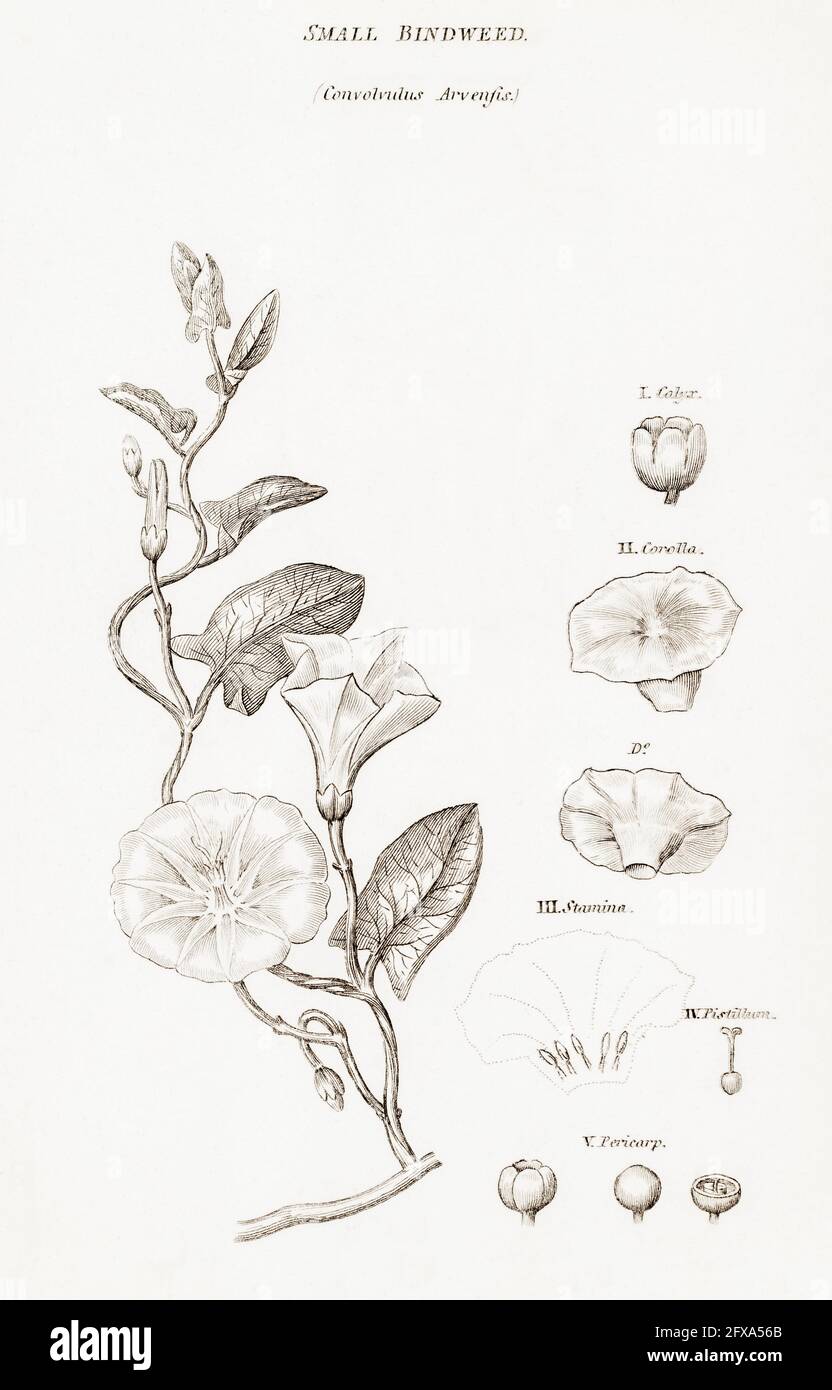 Copperplate botanical illustration of Field Bindweed / Convolvulus arvensis from Robert Thornton's British Flora, 1812. Once used as medicinal plant. Stock Photo