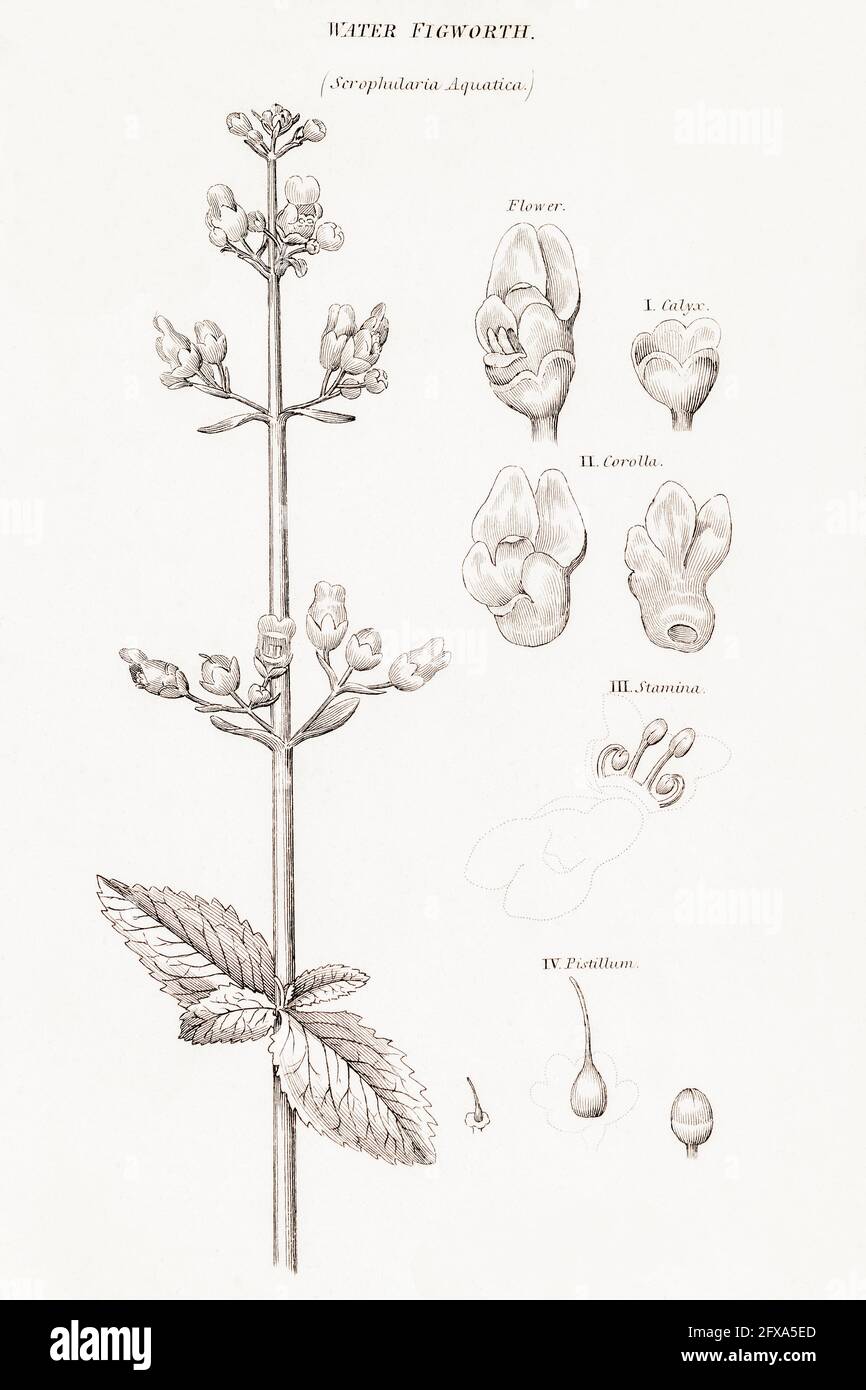 Copperplate botanical illustration of Water Figwort / Scrophularia aquatica from Robert Thornton's British Flora, 1812. Stock Photo